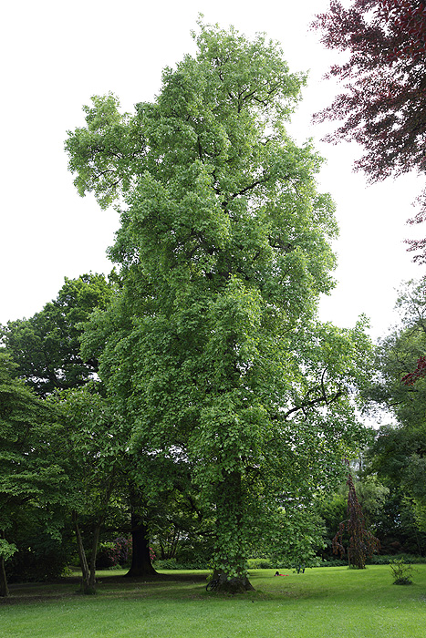 Tulpenbaum